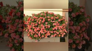 Калибрахоа? Миксы❣️