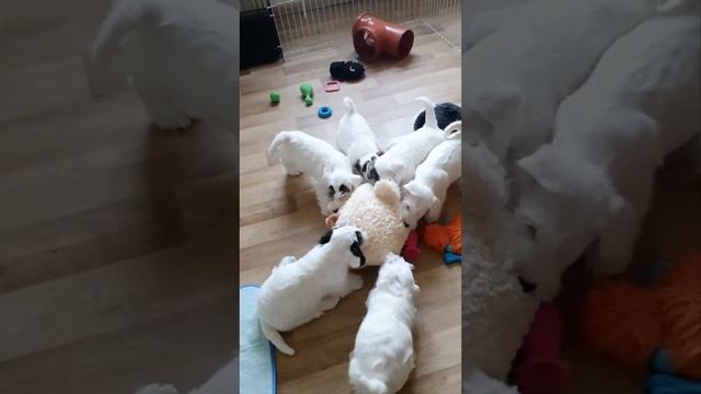 Щенки силихем терьера питомник "Bambono Di Sole" смотреть онлайн