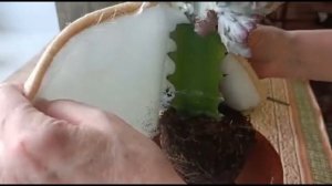 ЭУФОРБИЯ ЛАКТЕЯ КРИСТАТА. ПЕРЕСАДКА И УХОД