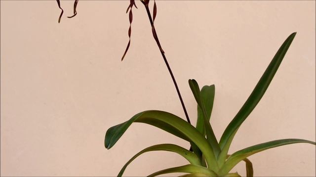 Paphiopedilum philippinense in bloom смотреть онлайн