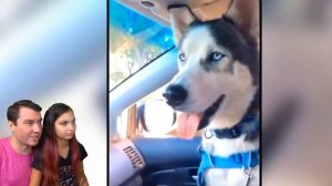 САМЫЕ СМЕШНЫЕ ЖИВОТНЫЕ! ПОПРОБУЙ НЕ СМЕЯТЬСЯ в ЛАЙК и ТИКТОК! ХиХи ЧЕЛЛЕНДЖ Funny Animals Валеришка