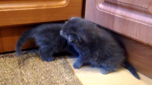 Шотландские вислоухие котята смотреть онлайн