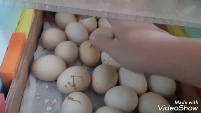 Кобб 700 ! Бройлер хороший или плохой?