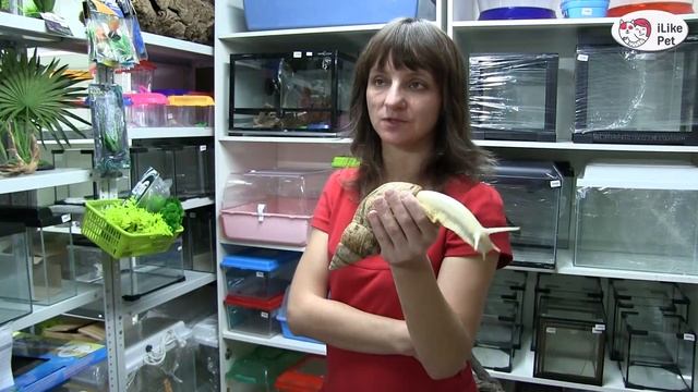 Уголок экзотики АХАТИНКА улитки и не только на ilikepet смотреть онлайн
