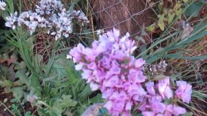 Кермек выемчатый шикарный сухоцвет на осенней клумбе