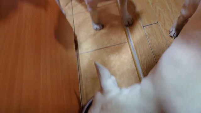 Дэнни и Снап Бультерьеры ??? Ужин. Консервы - Ем до дна (баранина) Сухой корм - Пёс