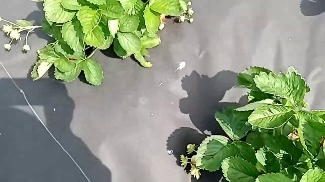 Сорт клубники НСД Сопрано (1604) смотреть онлайн