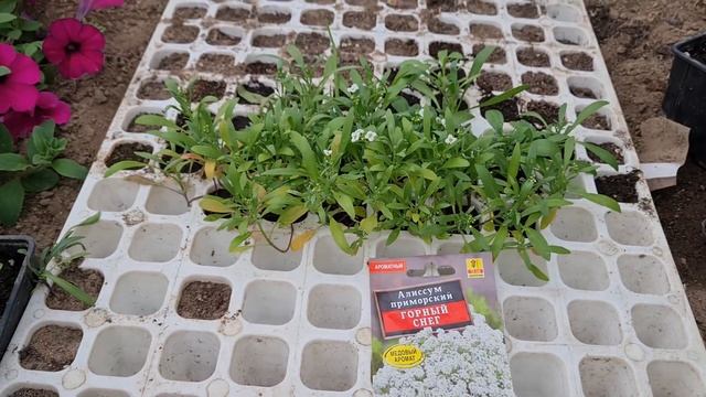 Обзор моего парника 16 мая 2022г смотреть онлайн