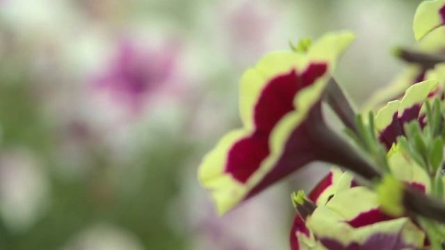 Petunias Rim Magenta смотреть онлайн