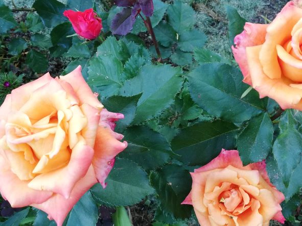 РОЗЫ. РЕАНИМАЦИЯ ПОСЛЕ ЗИМЫ смотреть онлайн