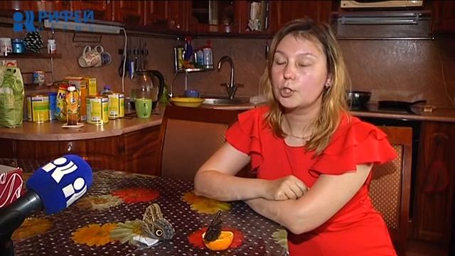 Живой Уголок. Тропические бабочки дома