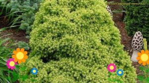 Ель канадская Рэйнбоуз Энд. Краткий обзор, описание характеристик picea glauca Rainbow;s End