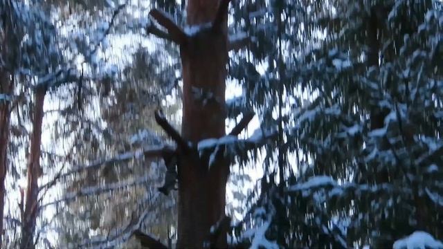 №3133 03.03.2023 Белки в лесу смотреть онлайн