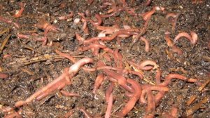 Разведение дождевых червей в домашних условиях для рыбалки как бизнес идея | Червячная ферма