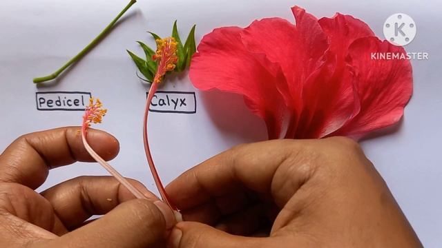 Dissection Of Hibiscus Flower Practical Class 11 //China Rose Dissection Experiment  #practical