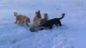 2 Охота на волка Wolf hunting with dogs kazakhs tazy Lobo caza con perros 猎狼与狗