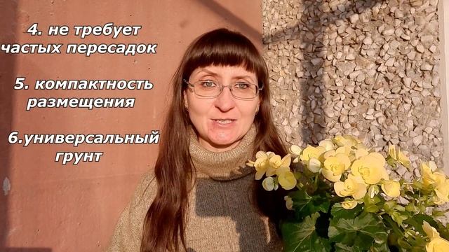 Бегония Элатиор: все плюсы и минусы выращивания смотреть онлайн