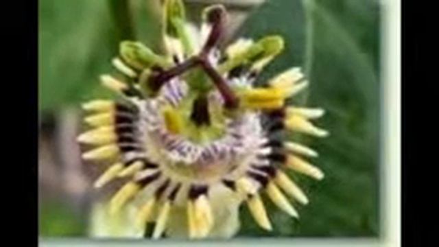 Passiflora, Passionsblumen смотреть онлайн