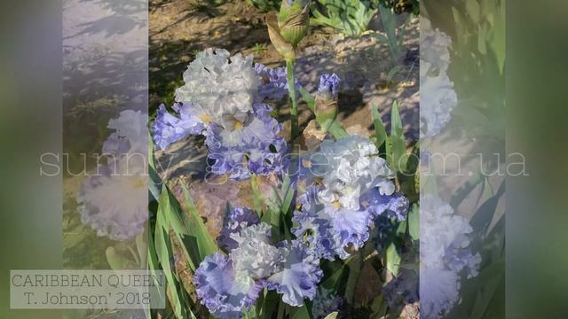 Прекрасные ирисы Т.Джонсона в нашем саду 2020 г., ч.1 Our collection of Thomas Johnson's Irises, #1 смотреть онлайн