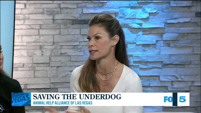 Local non-profit helps pet owners in need смотреть онлайн