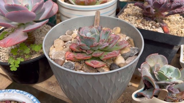 echeveria raindrops смотреть онлайн