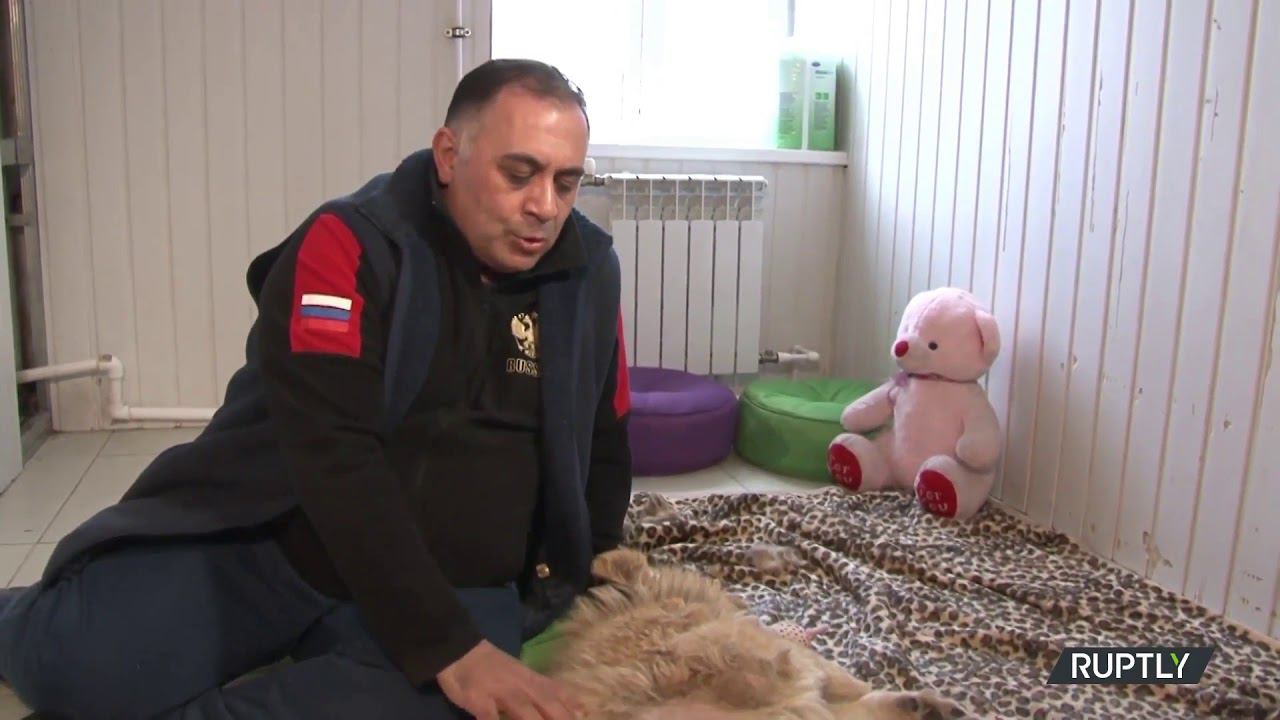 Карен Даллакян спас маленького львенка в Дагестане. Приют в Челябинске Спаси Меня. смотреть онлайн