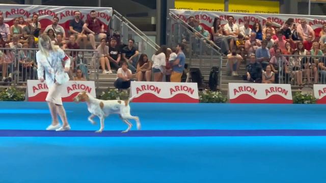 Grupo FCI 7 Pointers JUNIOR en el WDS 2022, Madrid España juzgada por Dinky Santos de Filipina смотреть онлайн