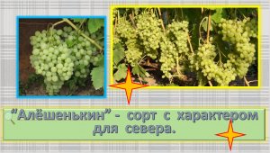 Алёшенкин виноград