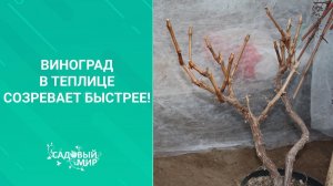 Посадите виноград в теплице - созревает быстрее!