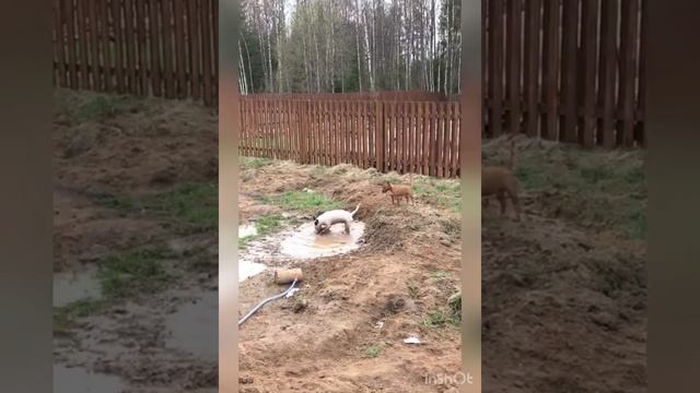 Самые чистоплотные #собаки в #мире ?? Собачий #вальс ????#bullterriers #funny #dog смотреть онлайн