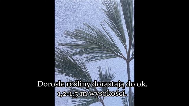 Sosna Wejmutka- Pinus Strobus DENSA - najpiękniejsza sosna w Twoim ogrodzie. смотреть онлайн