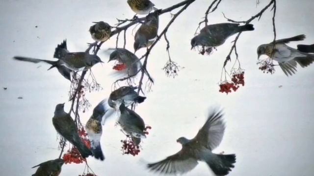 Детям об экологии. Пройдёт зима холодная. смотреть онлайн