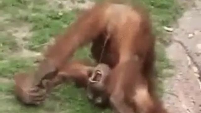 Самые умные животные на земле смотреть онлайн