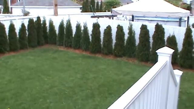 Thuja occidentalis (Smaragd) Cedar Hedge - 2 years old смотреть онлайн