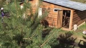 Деревенская коррида. Быки на воле после 6 месяцев заточения.