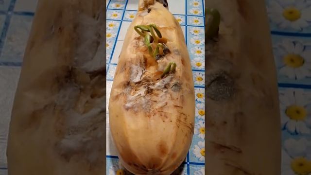 Рассада на кабачки. ( Выращиваем без земли) смотреть онлайн