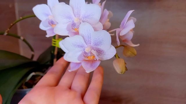 Самая НЕЖНАЯ ОРХИДЕЯ ? Сравним с Pink Girl а может и имя найдём ? смотреть онлайн