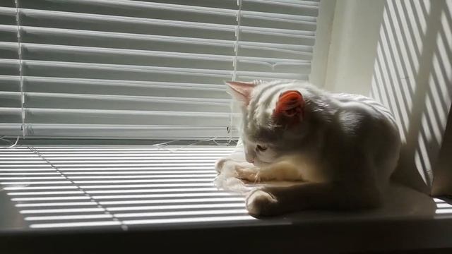 100 Cat Videos - Cats Funny Videos - No Copyright Cat Video - Copyright Free Cat Videos смотреть онлайн