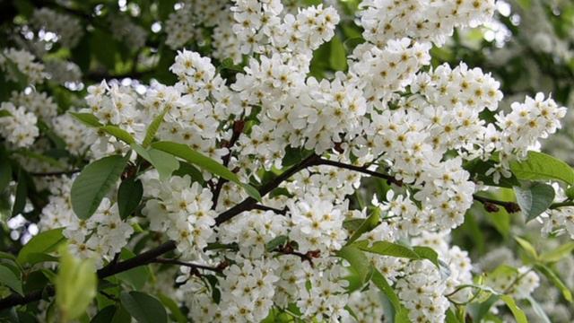 Черемшина.В.Михайлюк.Ансамбль для 2 флейт та ф-но.Обробка М.Терещук Шентюрк. смотреть онлайн