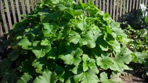 ПАТИССОН НЛО БЕЛЫЙ  - РАННЕСПЕЛЫЙ ВЫСОКОУРОЖАЙНЫЙ ХЛАДОСТОЙКИЙ УСТОЙЧИВЫЙ К ЗАБОЛЕВАНИЯМ СОРТ