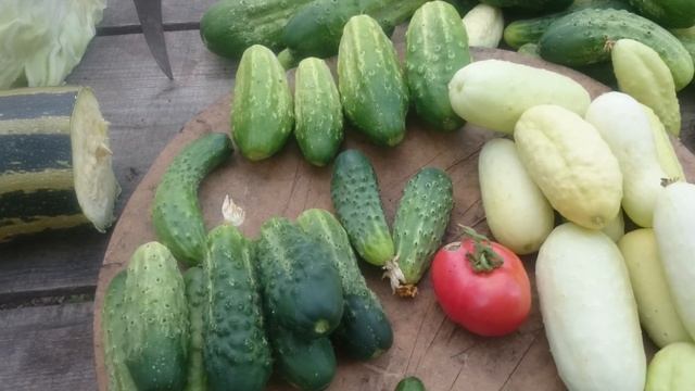 сорт огурцов Надёжный, Парижский Корнишон и другие. смотреть онлайн