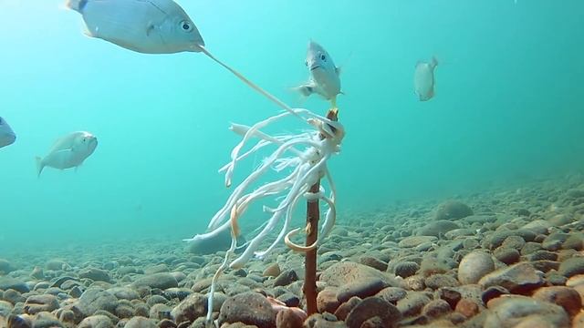 Копченый сыр КОСИЧКА! Абхазия, Черное море! Подводная съемка смотреть онлайн