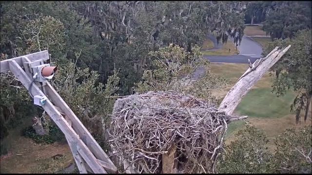 Scarlett chases off a Turkey Vulture twice (plus slomo) ~ ©CornellLabs, Savannah Ospreys смотреть онлайн