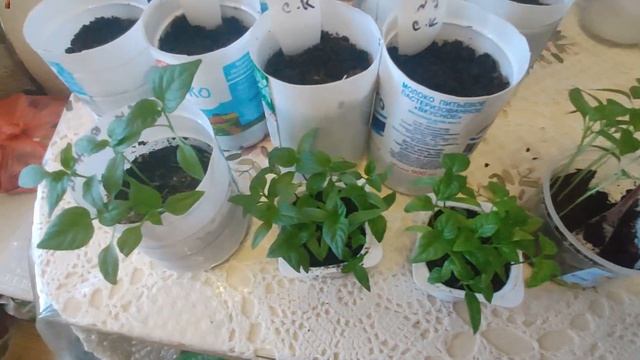 Рассада ТОМАТОВ вытянулась. Быстро исправляем свои ошибки простыми методами. смотреть онлайн