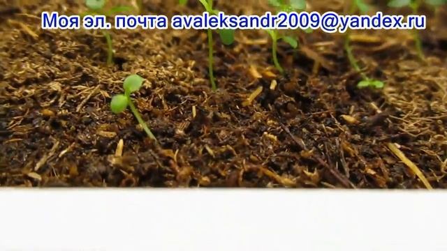 30 03 22г «Сеем семена рододендронов вместе» Часть 5 Особенности полива и 2 я подсыпка торфа. смотреть онлайн