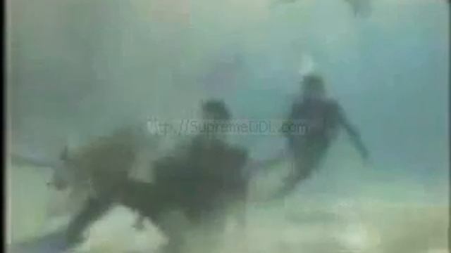 Steve Irwin last minute video смотреть онлайн