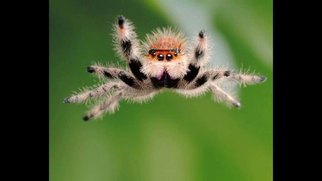 Немного о пауке прыгуне