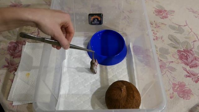 КОРОЛЕВСКИЙ ПИТОН В КАЧЕСТВЕ ПЕРВОЙ ЗМЕИ. ОПИСАНИЕ ВИДА. BALL PYTHON MORPHS SUPER RUSSO. смотреть онлайн