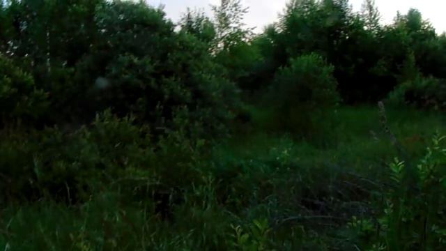 Вечерняя прогулка 2. Встреча с кабанами. 05.07.2018 смотреть онлайн