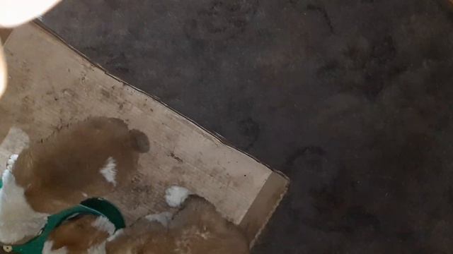 Бугай Алабай Яша Буцефал и Ясер Сабир 1 месяц от роду. смотреть онлайн